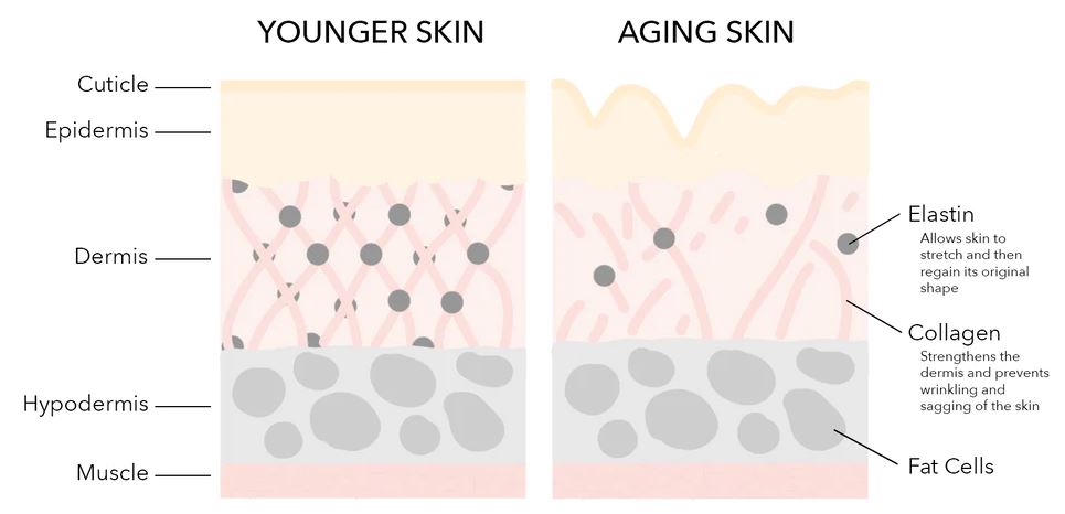 younger skin vs aging skin